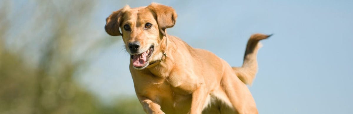 Quels sont les sports canins ?