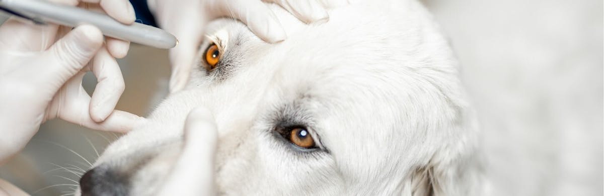 Comment nettoyer les yeux et les oreilles de votre chien ?