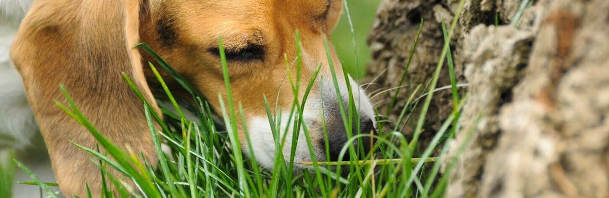 Pourquoi mon chien mange-t-il de la terre ?