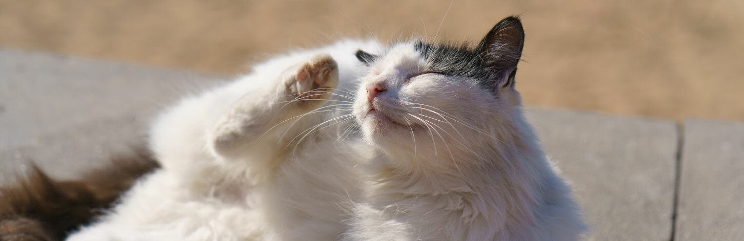 Stopper les démangeaisons chez son chat