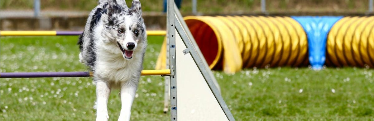 Comment pratiquer l'agility avec son chien? Quels sont les obstacles?