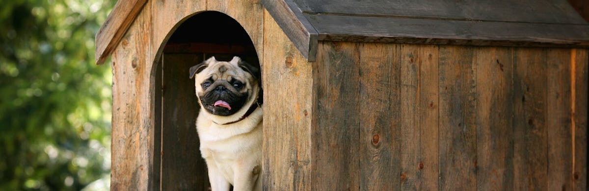 Quels matériaux choisir pour la niche de son chien?