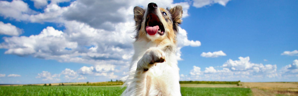 Pratiquez l'obérythmée pour bouger en musique avec votre chien