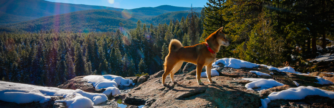 Combien de km peut marcher un chien ?