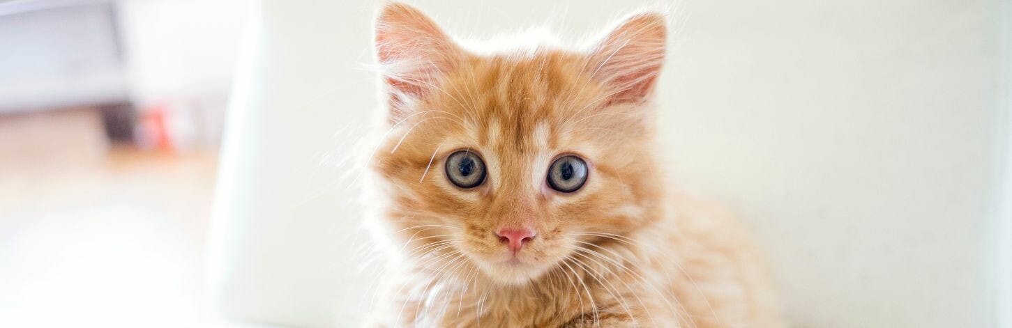 Tout savoir sur le sevrage du chaton