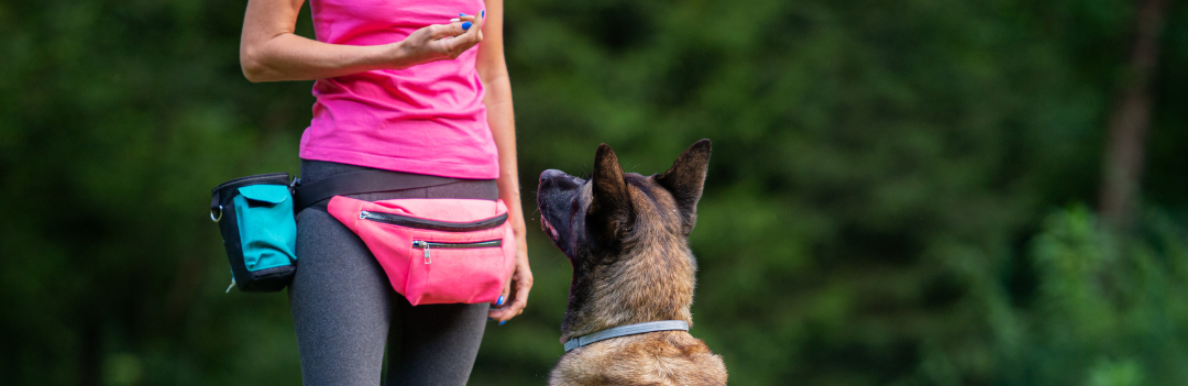 Comment enseigner le rappel aux ordres à votre chien ?