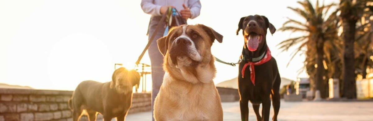 La balade parfaite avec son chien !