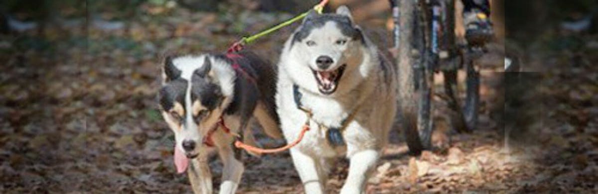 Faire du vélo en présence de son chien