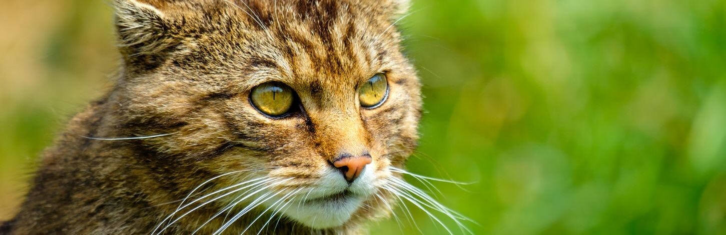 Comment capturer un chat sauvage ?