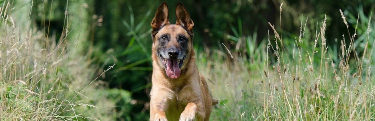 Dans quelle catégorie est le malinois ?