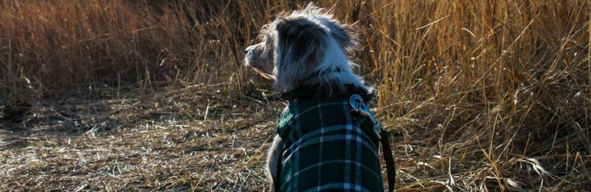 Quand mettre un manteau à un chien ?