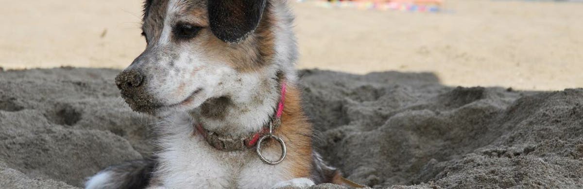 Jeux, jouets : en vacances les animaux aussi s'amusent