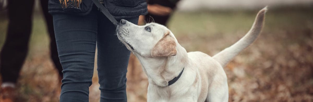 Comment empêcher son chien de faire ses besoins partout?