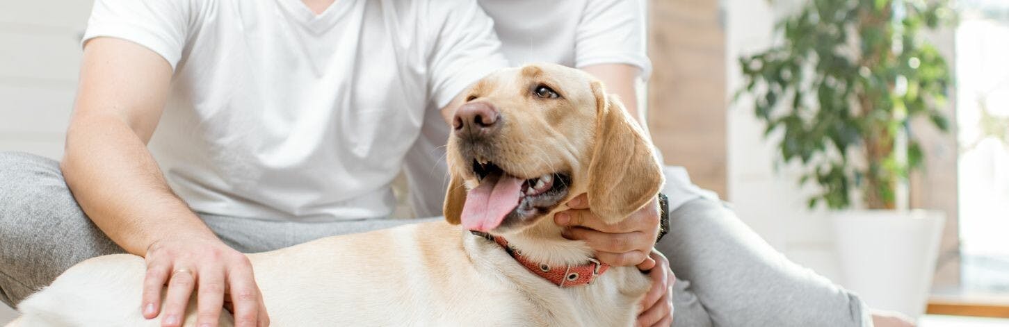 La place du chien dans la vie quotidienne