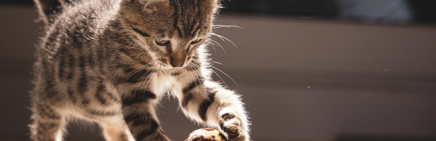 Comment accueillir un nouveau chat quand on possède d'autres animaux&nbsp;?