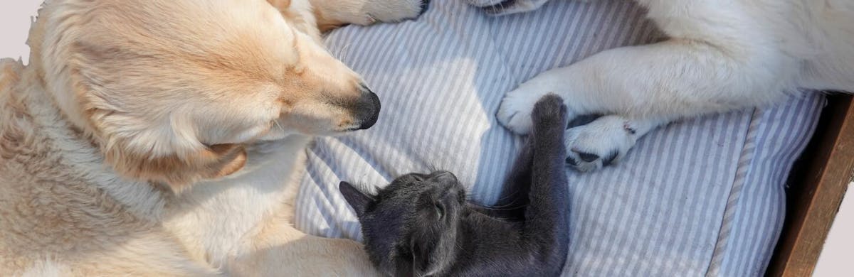 Comment choisir un coussin pour son chien ?