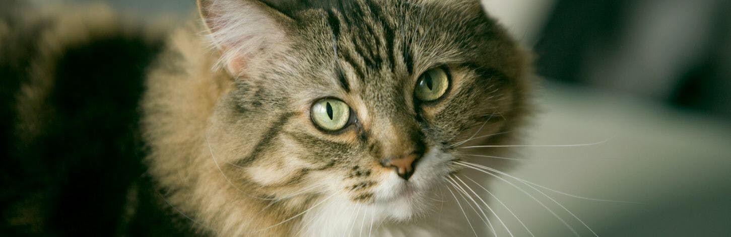 Pourquoi les chats ronronnent-ils?