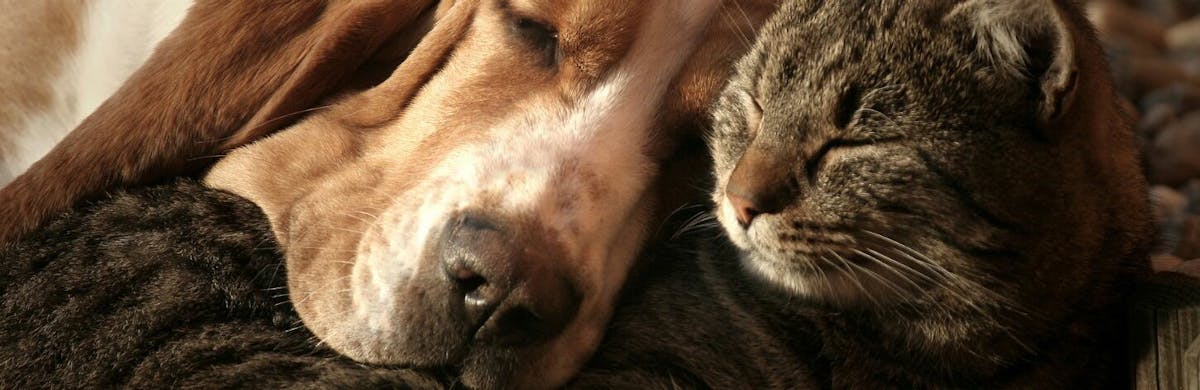 Comment faire cohabiter un chien et un chat ?