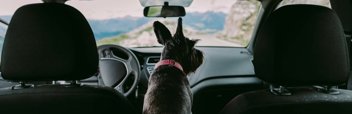 Chien en voiture