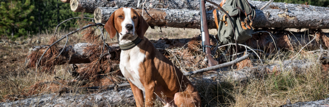 Comment dresser son chien de chasse ?