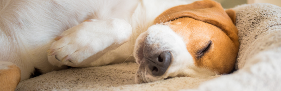 Mon chien est fatigué ou malade?