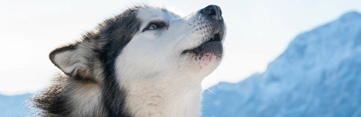 Malamute VS Husky