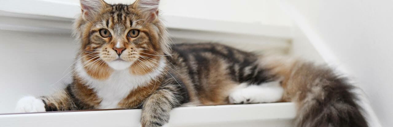 Chat qui grogne sans raison : pourquoi ?