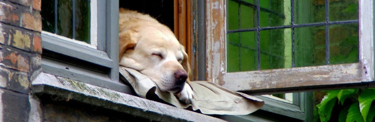 Chien d'appartement : quelle race choisir ?