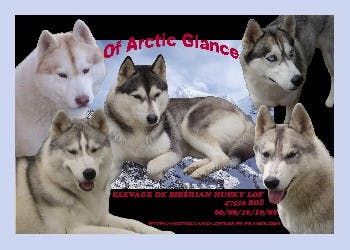 Elevage OF ARCTIC GLANCE Siberian Husky *