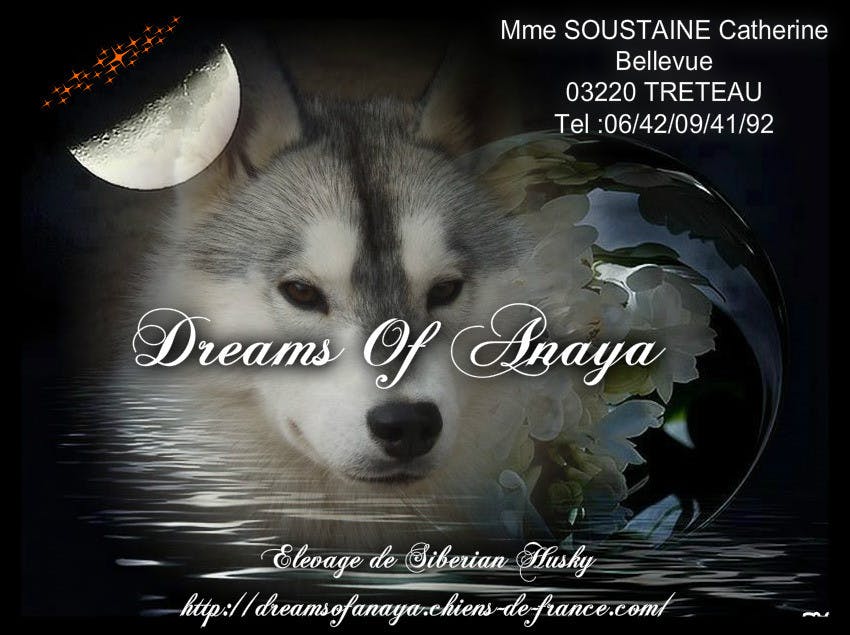 Elevage DREAMS OF ANAYA Husky de sibérie*