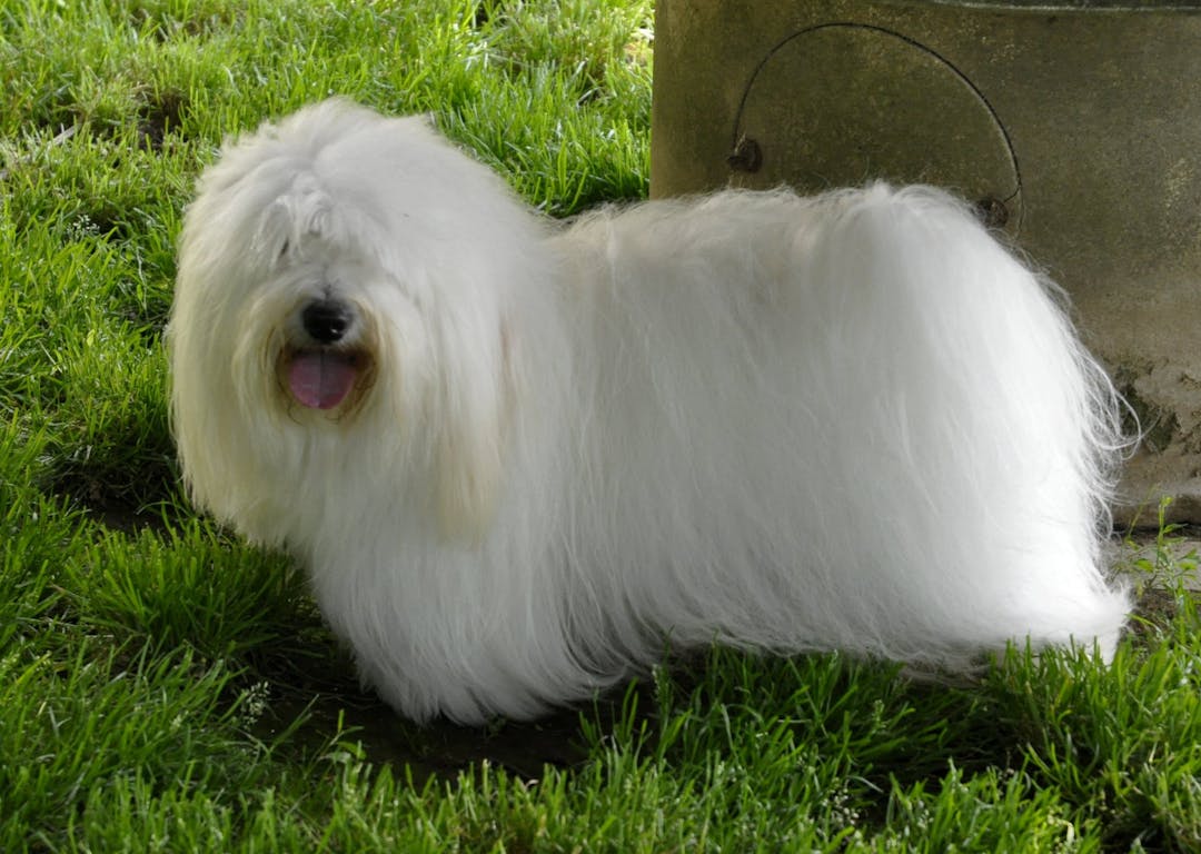 MES BEBES COTON DU TULEAR élevage of Blue Moon Cottage*