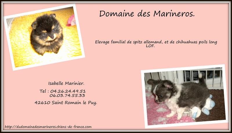 Elevage DOMAINE DES MARINEROS Chihuahuas poils longs et spitz poméranian *