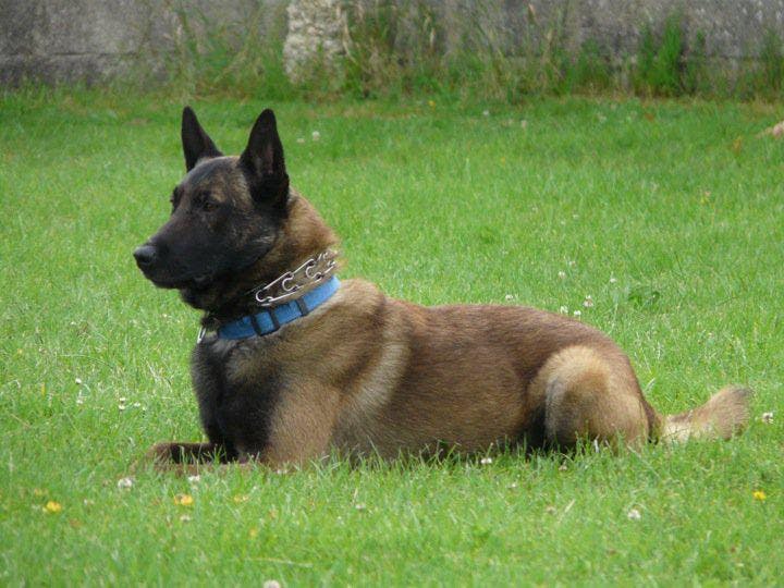 L'elevage AU DOMAINE DES MINIPOUSSES berger belge malinois berger hollandais et berger allemand*