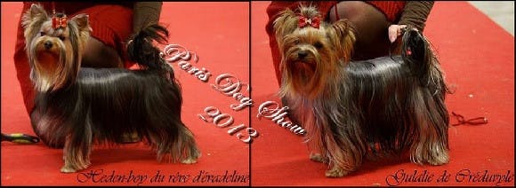 Elevage DES PATTES IMPERIALES Yorkshire Terrier