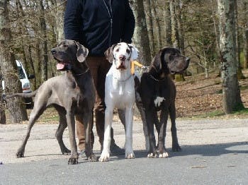 Elevage DES SAPHIRS D ATLANTIS Dogue allemand*