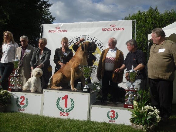 Elevage DES GEANTS DE BECQUIGNY Dogue allemand *