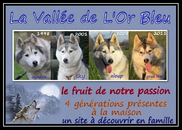 Elevage LA VALLEE DE L'OR BLEU Siberian Husky*