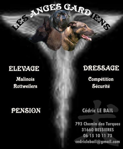 Elevage dressage pension LES ANGES GARDIENS Berger Belge Rottweiler *