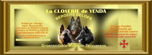 Elevage LA CLOSERIE DE YENDA berger belge*