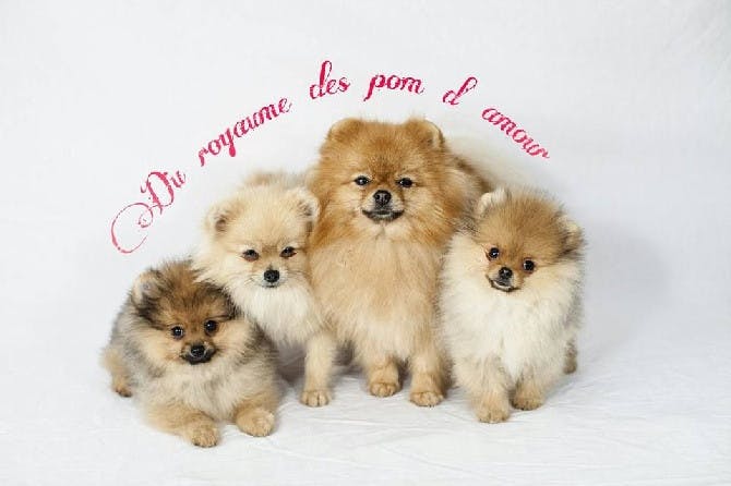 DU ROYAUME DES POM D'AMOUR eleveur Spitz Pomeranien et elevage spitz nain*