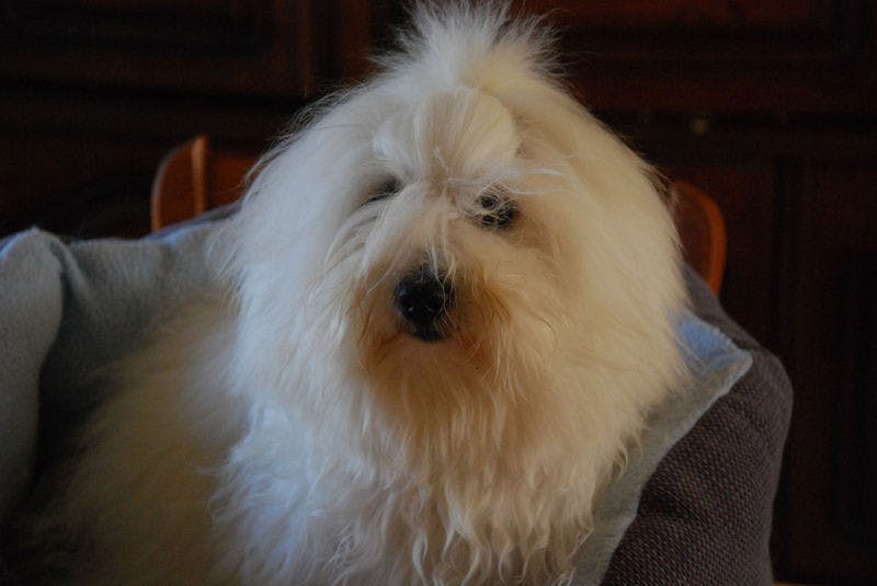 Elevage DU SOLEIL TROPICAL Coton de tulear*