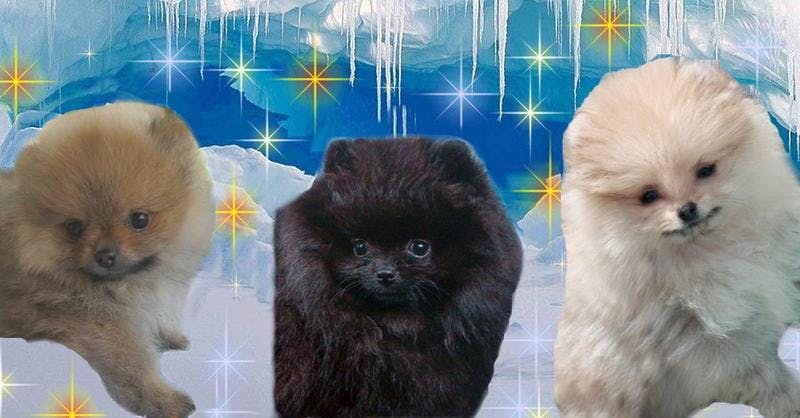 Elevage SPITZ NAIN ET PETIT  Pomeranian & Allemand*