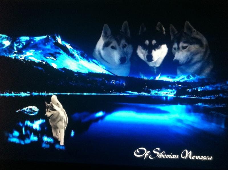 Elevage OF SIBERIAN NEVASCA  husky*