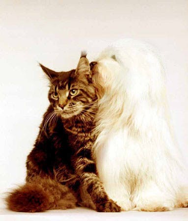 CARTOONLAND pension pour chats élevage Maine Coon & Coton Tulear *