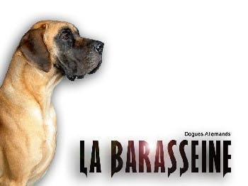 Elevage LA BARASSEINE Dogue allemand *