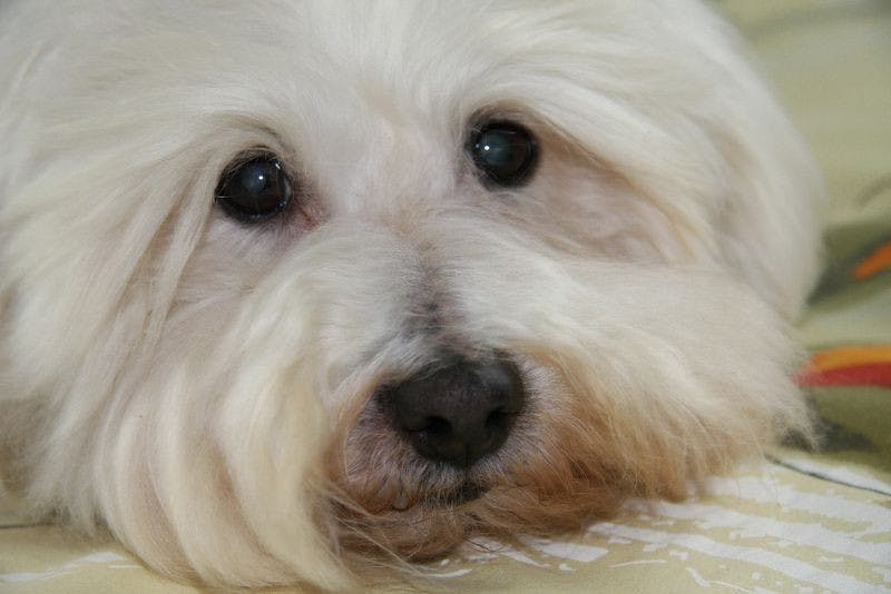 Elevage LA VANILLE BOURBON Coton de tulear *