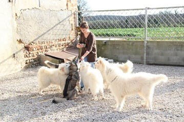 Elevage LETOILE DOURALE Husky sibérien et Samoyede *