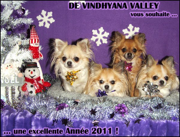 Elevage VINDHYANA VALLEY Spitz et Chihuahuas *