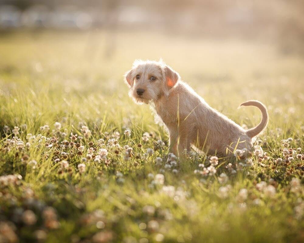 Comment savoir si mon chien a une cystite ?