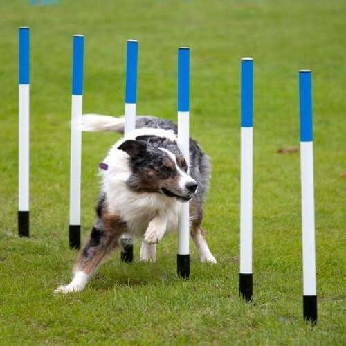 Parcours agility